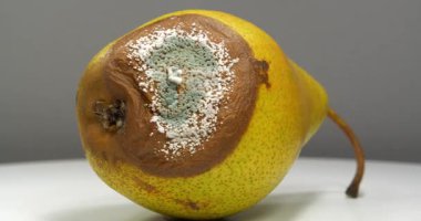 Sinularia dura - Alcyoniidae familyasından Alcyonacea cinsine ait mercan polipleri.