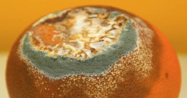 Çürük mandalina sarı arka planda döner, yakın çekim video