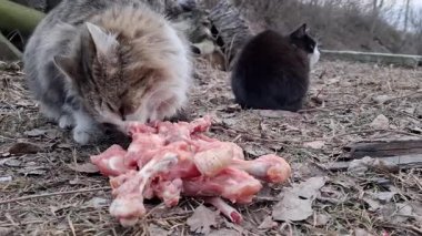 Gri kedi donmuş tavuk kemikleri yer. Kara kedi yakınlarda oturur ve etrafa bakar.