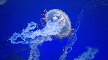 Medusas su altında yüzer. Güzel denizanaları suda yüzer.