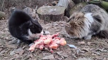 Dışarıda iki kedi donmuş tavuk kemiklerini kemirmeye çalışıyor.