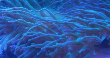 Deniz şakayıkları - bir grup yırtıcı deniz omurgasızı Actiniaria 'yı oluştururlar. Deniz şakayıkları phylum Cnidaria, sınıf Anthozoa, alt sınıf Hexacorallia sınıflarında sınıflandırılmıştır.