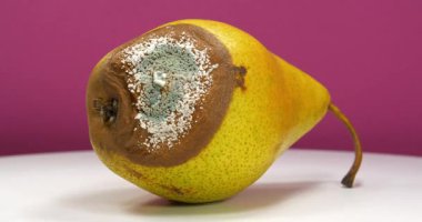 Meyveleri bozma süreci. Pembe arka planda küfle kaplanmış çürük armut, zoom videosu. Çürümüş meyve. Olgun ve çürük armut üzerinde, küfle ve mantarla kaplı