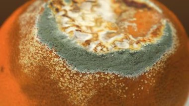 Çürük mandalina, bir tarafı küfle kaplı.