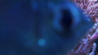 Balıklar su altı bitkileri ve yeşil beyin mercanlarıyla yüzerler. Bağırsak boşlukları kanallar yoluyla birbirine bağlı olan çok sayıda küçük poliplerden oluşan bir koloni.