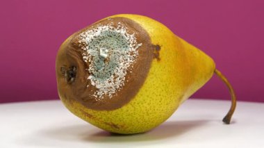 Çürüyen meyveler. Meyveleri bozma süreci. Pembe arka planda küfle kaplanmış çürük armut. Olgun ve çürük armut, küfle ve mantarla kaplı.