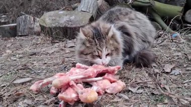 Aç kedi donmuş tavuk kemikleri kemiriyor.