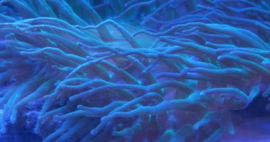 Deniz şakayıkları - bir grup yırtıcı deniz omurgasızı Actiniaria 'yı oluştururlar. Deniz şakayıkları phylum Cnidaria, sınıf Anthozoa, alt sınıf Hexacorallia, sualtı ağır çekim video sınıfında sınıflandırılmıştır.