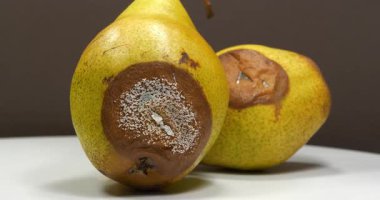 Olgunlaşmış ve çürük armutlar. Küfle kaplı iki armut. Çürük meyveler