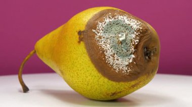 Meyveleri bozma süreci. Çürüyen meyveler. Pembe arka planda küfle kaplanmış çürük armut. Olgun ve çürük armut, küf ve mantarla kaplı, yakınlaştırma videosu.