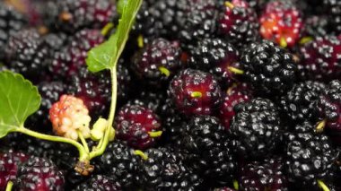 Dut çileği. Meyveleri birçok yararlı özelliği olan dut ağacı. Moraceae familyasındaki çiçek açan bitkiler cinsi olan Morus, genellikle dut olarak bilinen 19 ağaç türünden oluşur.