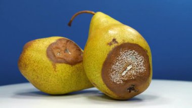 Olgunlaşmış ve çürük armutlar. Küfle kaplı armutlar. Koyu mavi zemin üzerinde çürük armutlar, yakın çekim yakınlaştırma videosu