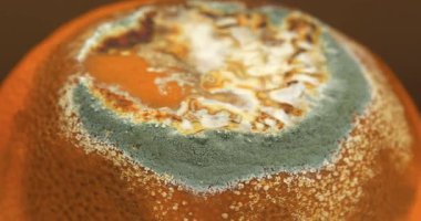 Çürük mandalina. Mandalina küfle kaplı. Çürük turunçgil meyvesi, kahverengi arka planda dönüyor, aşırı yakın çekim video.