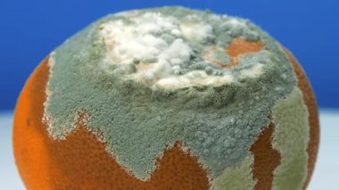 Çürüyen narenciye meyvesi. Mavi arka planda küfle kaplanmış çürük mandalina, yakın çekim. Olgunlaşmış ve çürümüş mandalina. Meyveyi bozma süreci. Küf ve mantarla kaplı.