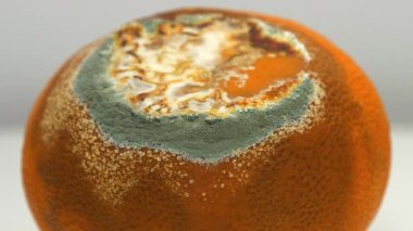 Çürük mandalina. Mandalina küfle kaplı. Gri arkaplanda çürük turunçgil meyvesi, yakın plan yakınlaştırma videosu