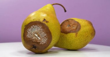 Mor arka planda küf kaplı armutlar dönüyor. Olgunlaşmış ve çürük iki armut. Çürük meyveler