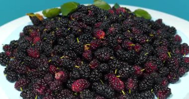 Olgun dut böğürtlenleri mavi tabakta yatar ve döner. Meyveleri birçok yararlı özelliği olan dut ağacı. Morus, Moraceae ailesinde çiçek açan bitkiler cinsi.