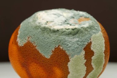 Olgunlaşmamış ve çürük mandalina. Küfle kaplanmış çürük mandalina. Küf ve mantarla kaplı. Meyveyi bozma süreci. Çürüyen turunçgil meyvesi, yakın plan siyah arka plan