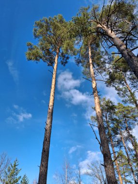 Güzel ormandaki kozalaklı ağaçlar. Güzel bahar ormanında
