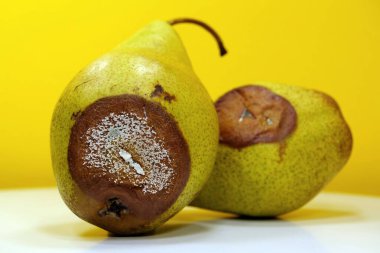 Olgunlaşmış ve çürük armutlar. Küfle kaplı iki armut. Meyveleri bozma süreci. İki armut çürümeye başlıyor. Çürük armutlar, yakın plan sarı arka plan.