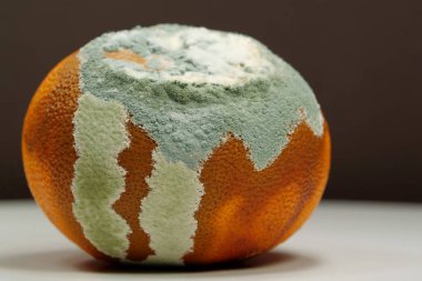 Küfle kaplanmış çürük mandalina. Olgunlaşmamış ve çürük mandalina. Küf ve mantarla kaplı. Meyveyi bozma süreci. Çürüyen turunçgil meyvesi, yakın plan fotoğraf kahverengi sırt.