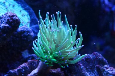 Akvaryumdaki yeşil su altı bitkisi