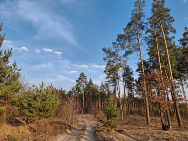 Güzel ormanda kozalaklı ağaçlar, gökyüzü ve bulutlar. # Güzel bahar ormanında yol #