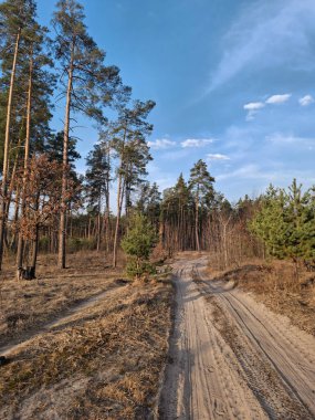 Kozalaklı ağaçlar, gökyüzü ve ormandaki bulutlar. Güzel bahar ormanında yol
