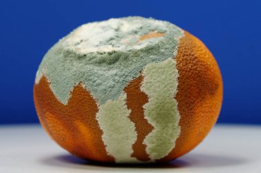 Olgunlaşmamış ve çürük mandalina. Küfle kaplanmış çürük mandalina. Küf ve mantarla kaplı. Meyveyi bozma süreci. Çürüyen turunçgil meyvesi, mavi arka planda yakın plan fotoğrafı.