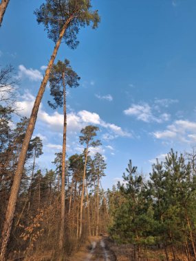Güzel yay ağacının içinde bir yol. Güzel ormanda büyük kozalaklı ağaçlar.