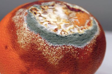 Meyveyi bozma süreci. Küfle kaplanmış çürük mandalina. Olgunlaşmamış ve çürük mandalina. Küf ve mantarla kaplı. Çürüyen turunçgil meyvesi, yakın plan fotoğraf.