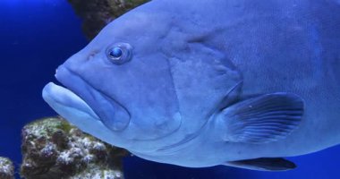 Büyük balık yavaşça yüzer. Akvaryum camından bak. Sualtı Yavaş Hareket videosu