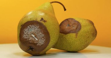 Olgunlaşmış ve çürük armutlar. Küfle kaplı armutlar. Çürük armutlar sarı arkaplanda döner