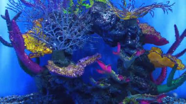 Akvaryumdaki yapay mercanlar.