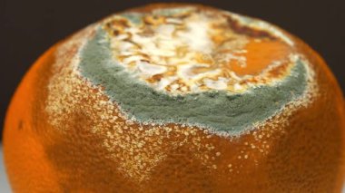 Çürük mandalina. Mandalina küfle kaplı. Çürük turunçgil meyvesi, koyu arka planda döner, yakın plan video.
