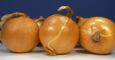 Ampul soğanı koyu mavi arkaplanda döner, yakın çekim video