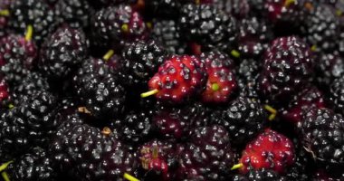 Dut çileği. Meyveleri birçok yararlı özelliği olan dut ağacı. Moraceae familyasındaki çiçek açan bitkiler cinsi olan Morus, genellikle dut olarak bilinen 19 ağaç türünden oluşur.