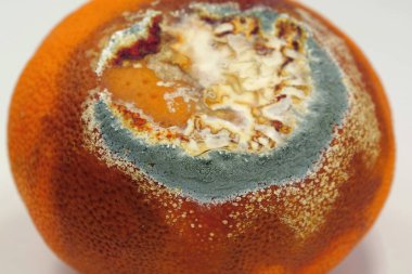 Olgunlaşmamış ve çürük mandalina. Meyveyi bozma süreci. Küfle kaplanmış portakal çürüğü mandalina. Küf ve mantarla kaplı. Çürüyen narenciye meyvesi