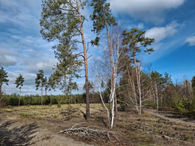 Güzel bahar ormanında kozalaklı ağaçlar ve beyaz huş ağacı. Güzel bir ağaçta