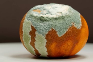 Olgunlaşmamış ve çürük mandalina. Küfle kaplanmış çürük mandalina. Küf ve mantarla kaplı. Meyveyi bozma süreci. Kahverengi arka planda çürüyen narenciye meyvesi.