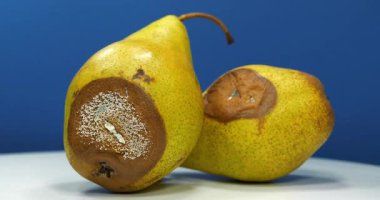 Olgunlaşmış ve çürük armutlar. Küfle kaplı armutlar. Koyu mavi arka planda çürük armutlar, uzaklaşma videosu