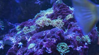 Akvaryumdaki balıklar ve su altı bitkileri. Akvaryum camından bak