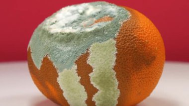 Mandalina küfle kaplı. Çürük narenciye, çürük mandalina kırmızı arka planda dönüyor.