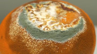 Çürük mandalina. Mandalina küfle kaplı. Çürük turunçgil meyvesi, gri arka planda döner, yakın çekim video