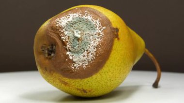 Koyu arka planda küfle kaplı çürük armut. Çürüyen meyveler. Olgun ve çürük armut, küf ve mantarla kaplı. Meyveleri bozma süreci