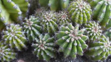Yeşil kaktüsler toprakta yetişir. Dikenli kaktüs, üst manzara