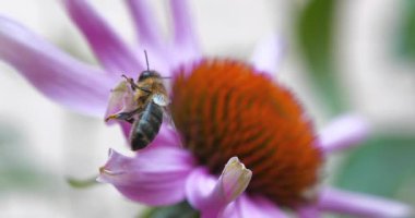 Arı, güzel bir ekinezya çiçeğinin yaprağının üzerinde oturur. Sonra arı uçup gider. Ekinezya - papatya familyasındaki bitkisel bitki cinsi