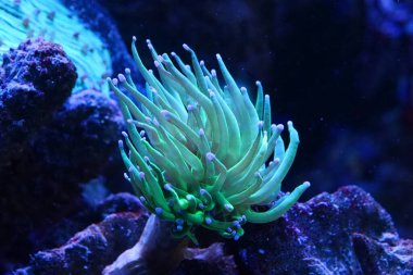 Akvaryumdaki sualtı yeşil bitkisi