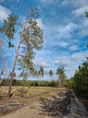 Güzel ormandaki kozalaklı ağaçlar. Tahtadaki yol