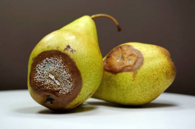 Meyveleri bozma süreci. İki armut çürümeye başlıyor. Olgunlaşmış ve çürük armutlar. Küfle kaplanmış iki armut, yakın çekim.